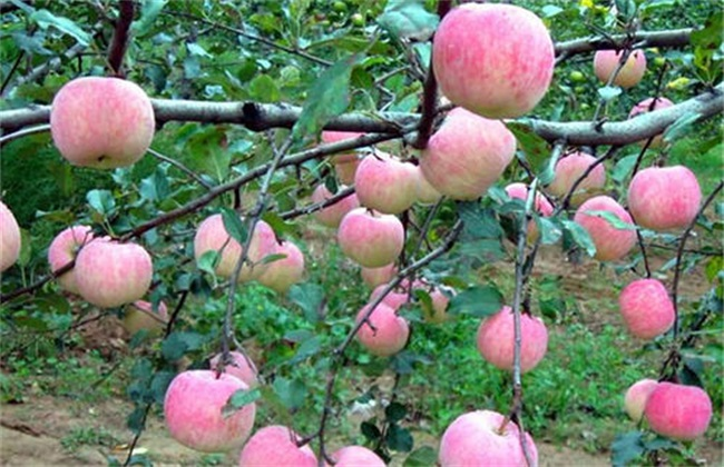 苹果树中后期管理要点（苹果树管理新技术及管理方法有哪些种类）