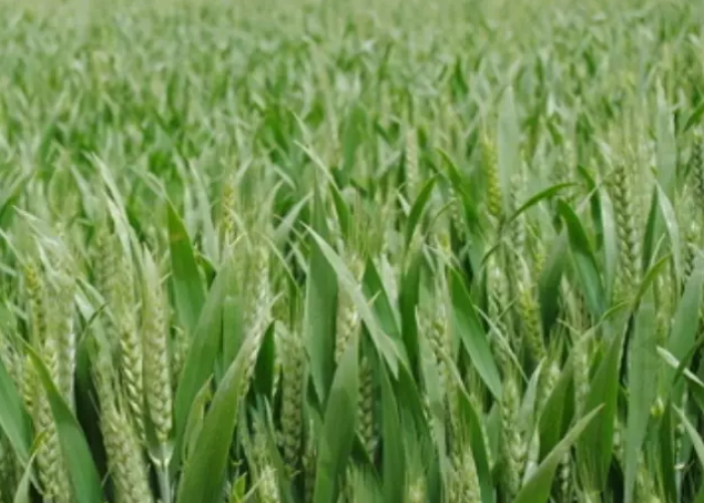 最新小麦施肥方法，小麦种植可增产15%！（最新小麦施肥方法,小麦种植可增产15天）