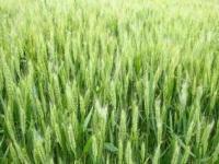 小麦高产优质种植技术（小麦高产优质种植技术有哪些）