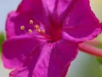 紫茉莉种子怎么种（紫茉莉种子种植方法图解）（紫茉莉的栽培技术）
