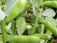 蚕豆高产施肥管理技术（蚕豆的施肥和管理方法）
