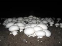 双孢菇冬季管理技术（双孢菇后期管理方法）