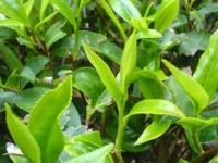 茶叶种植条件有哪些？（茶叶的种植方法和管理）