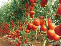 西红柿什么季节种植最好（西红柿栽种时间和方法）（西红柿哪个季节种植）