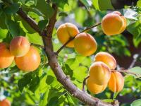 杏树苗是怎么种出来的（杏树种子育苗技巧）（杏树苗怎么种植比较好）