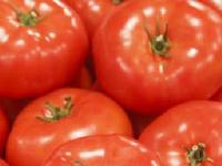 西红柿怎样种植（西红柿的栽培和管理）（西红柿如何种植好呢视频）