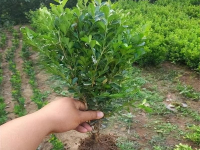 黄杨树怎么养殖方法（种植黄杨的注意事项）（黄杨树的栽培技术）