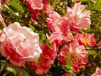 玫瑰花的栽培方法有哪些（养殖玫瑰花的正确技巧）（玫瑰花的种植方法及养护视频）