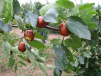 枣树种植技术（枣树种植技术与培养）