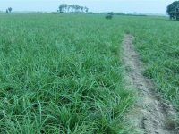 麦冬的田间管理技术（麦冬的管理与施肥）