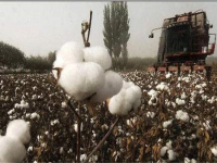 影响棉花纤维品质的因素有哪些（影响棉花质量的主要因素有哪些）