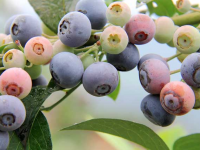 蓝莓种植技术（蓝莓种植方法与步骤）