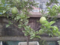 盆栽柚子树的养殖方法（盆栽柚子树的养殖方法和管理）