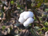 棉花种植技术（棉花种植技术培训心得）
