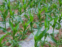 缩短玉米生育期促进其早熟的方法（如何让玉米快速生长）