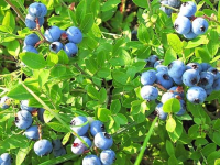 盆栽蓝莓的种植方法（盆栽蓝莓种植技术）