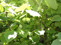 榛子树种植条件（榛子树的种植方法）