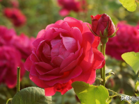 如何栽培玫瑰花（玫瑰花的栽培与管理）（玫瑰花的栽培技术要点目录是什么）