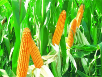 玉米的种植方法（高产玉米的种植方法视频）