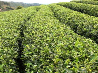 苦丁茶的种植技术（苦丁茶盆栽怎么种植养护）