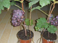 葡萄盆栽怎么种（盆栽葡萄种植技术与管理）（盆栽葡萄种植的方法）