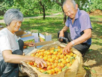杏子树怎么种植（杏子树栽培技术要点）（杏子树的栽培和管理）
