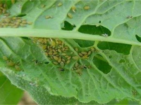 蔬菜蚜虫无公害防治技术（蔬菜长蚜虫了能吃吗）