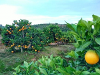 脐橙的种植环境（脐橙种植与管理技术书籍）
