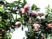 种植的苹果树干腐病有哪些症状、原因及防治方法如何？（苹果树树干腐烂咋治）