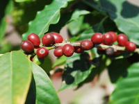 咖啡树种植条件（咖啡树种植条件要求）
