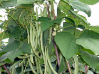 四季豆的种植条件（四季豆的种植方式）