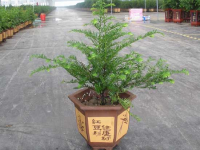 红豆杉的繁殖技术（红豆杉的繁殖与栽培）