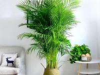 客厅放什么大型植物好养（客厅适合放的大型植物推荐）（客厅适合放的大型绿植）