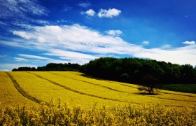 Guest article: The wizard, the prophet, and the case for regenerative agriculture