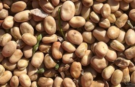 Ireland’s Six-Year Plant Protein Research Program Wraps Up With Eye on Export Markets