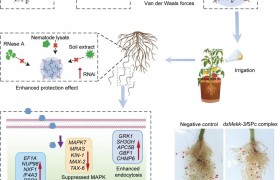 中国农科院植保所根结线虫RNAi技术完成全链条验证，通用靶标Mekk-3具广谱潜力