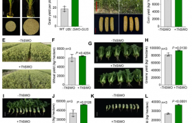 南农大沈其荣院士团队揭开木霉菌促生密码，开辟微生物肥料分子靶点新路径