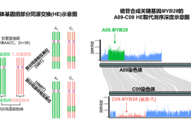 中国农科院油料所创制抗病与优质协同改良的油菜新种质