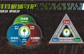 拜耳”四大天王”入局海南槟榔：300万亩”致富树”黄化病困局迎系统解法