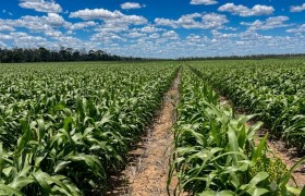 澳大利亚Agtecnic为其SenseSpray精准喷药平台新增靶向定点喷洒功能