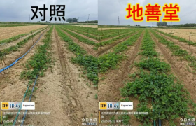 山东康乔推出″药肥一体″新品地善堂®，为土传病害综合治理提供新选择