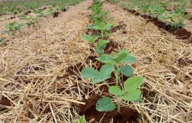 Produtores do RS podem pedir antecipação do plantio de soja