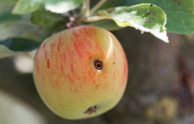 Molagri raises $5.8m to build ‘updatable’ biopesticides