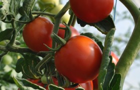Adubação NPK influencia produtividade e qualidade do tomate