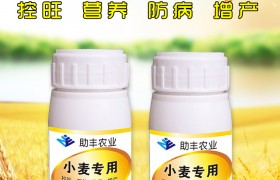 小麦中后期主要有哪些病虫害？该怎样防治？