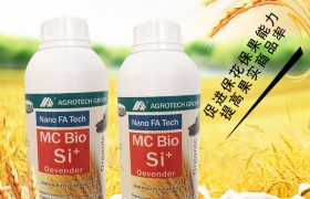 水稻分蘖期要怎样管理？水稻分蘖期的管理要点