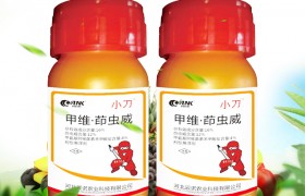 高粱长蝽怎么治？高粱长蝽防治技巧