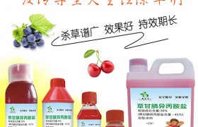 除草剂什么打？小麦出现这几种症状时，千万别打！