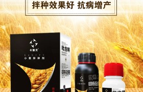气温回升后小麦有哪些病虫害？小麦中后期的病虫害防