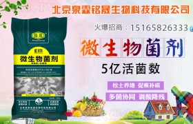 海水稻该如何种植？海水稻种植技术！